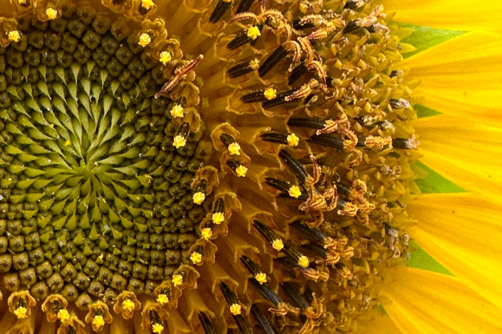 Metallic photo print of close-up of sun flower at Exposures photography